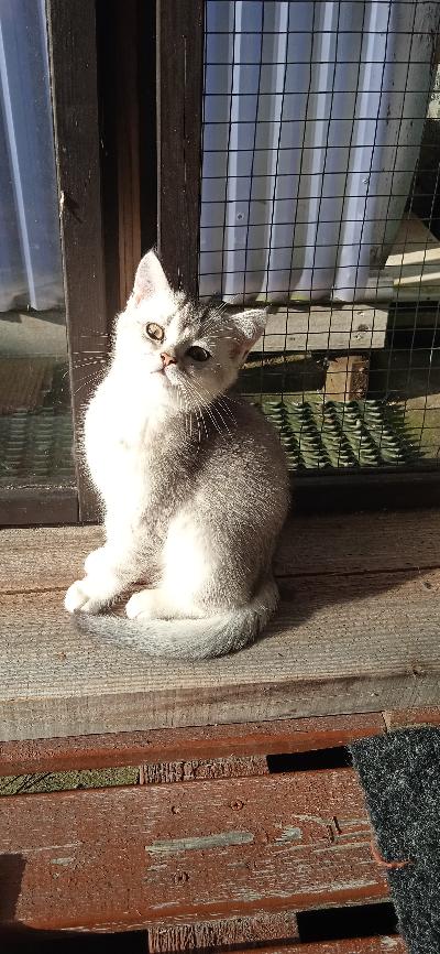 Iloinen ja leikkivä tyttö kissa etsi rakastava kotia.Hän syö laadukkaita kuivaa ja märkää ruoka.
Rokotus kortti,2 rokotusta on tehty,sirutodistus ja eläinlääkärin terveys todistus lähtee mukaan.
Ottaa rohkeasti yhteyttä.

