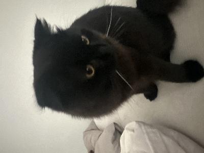 Uros pentu. Kehrää paljon ja on läheinen. Antaa koskea vatsaan.

150€ varausmaksu ja vähennetään loppu summasta!
Ei tule palautusta jos peruuttaa

Mieluiten tekstiviestillä!!