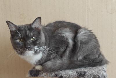 Kaunis, vielä leikkaamaton tyttökissa etsii uutta kotia lemmikkinä, jossa steriloidaan kissa. Sopii pennun kaveriksi parhaiten. Kaipaa silitystä ja huomiota ihmiseltä. Madotettu, sirutettu ja rokotettu. Isä ragdoll ja emä joku mix. Sinisavu ja valkoista. Todella helppohoitoinen turkki vaikka onkin puolipitkäkarvainen. Turkki silkkisen pehmeä. Ikää pari vuotta. Laita tietoa kodista minkälaiseen pääsisi ja puhelinnumero.