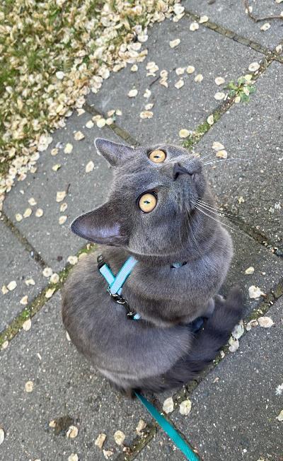 Juju etsii uutta kotia, juju on 2-vuotias uroskissa. sininen kauniin värinen sekä oranssit silmät.
Juju on super sosiaalinen. Seurailee minua joka paikaan ja nukkuu vieressä sekä sohvalla vieressäni, ujo on rohkea ei yhtään  ujo. Juju tykkää olla arjen askareissa mukana, tekee aamukahvit kanssani yms. ollut hoidossa ystävälläni jolla on kissoja joten tulee toisten kissojen kanssa toimeen koirista ei tietoa. 
haku helsinki