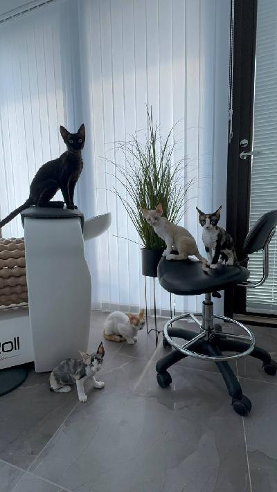 Ihastuttavat 4 kuukauden Devon Rex pennut etsivät rakastavaa kotia

Meillä on vielä kaksi Devon Rex rotuista kissanpentua, poika ja tyttö, jotka ovat valmiita muuttamaan omaan kotiin. Pennut ovat kasvaneet emon ja isän seurassa ja ovat tottuneet ihmisiin ja kodin arkeen. Ne ovat hyvin terveitä, eläinlääkärin tarkastamia ja saaneet parhaat mahdolliset lähtökohdat elämään.

Miksi valita Devon Rex?

Yliluonnollisen hellyydenkipeitä ja seurallisia nämä kissat tarvitsevat ja rakastavat ihmisen läheisyyttä. Ne seuraavat sinua kaikkialle ja viihtyvät sylissä.

Älykkäitä ja helposti opetettavia – Devon Rexit ovat tottelevaisia ja oppivat temppuja samaan tapaan kuin koirat.
Pieni koko – naaraat kasvavat 2 kg ja urokset 3kg. Pennut säilyvät siroina ja ketterinä.
Pehmeä, kihara turkki samettisen pehmeä ja lampaanvillamainen turkki, josta lähtee vain vähän karvaa. Rotu sopii useimmiten myös allergisille. Kestävä terveys Devon Rex kissat ovat tunnettuja hyvästä terveydestään.

Pennut ovat hyvin hoidetut ja valmiita muuttamaan:

Ensimmäinen rokotus on jo tehty ja kummallakin on mikrosiru.

Eläinlääkärin tarkastus takaa, että pentujen terveys on erinomainen.

Pennut ovat sisäsiistejä ja tottuneet käyttämään hiekkalaatikkoa.

Tytön luonne: pieni ja siro kuin emonsa, vilkas ja leikkisä, mutta aina valmis hellittäväksi.
Pojan luonne: lempeä, äärimmäisen kiltti ja suloinen, aina valmiina hakemaan huomiota ja rapsutuksia.

Jos etsit kissaa, joka on aktiivinen perheenjäsen ja pysyy mukanasi jokaisessa hetkessä, Devon Rex on täydellinen valinta. Ne eivät piileskele kaappien takana, vaan tarjoavat sinulle iloa ja lämpöä joka päivä.

Ota yhteyttä, jos haluat tarjota näille ihanille pennuille rakastavan kodin.
Toimitus onnsitu