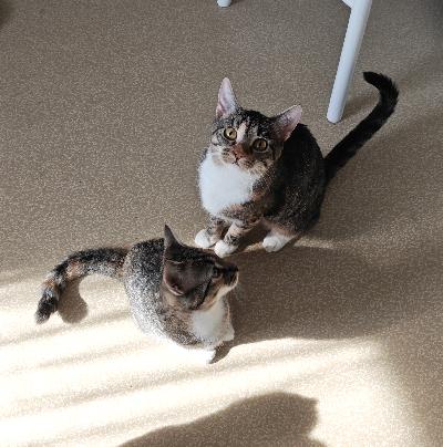 Ihana maatiais tyttöpentu myydään hyvään kotiin. Muuttuneen elämäntilanteen vuoksi myös hänen emonsa myydään tai joko luovutetaan pennun kanssa samaan kotiin. Luovutus erikseen myös mahdollista. Mutta tässä olisi jollekin aivan ihana ja täysin kesy, ihmisläheinen kissa parivaljakko. Otathan yhteyttä vain jos tosissaan pystyt tarjoamaan näille ihanille kodin. 