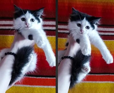 Etsimme vastuullisia ja huolehtivia omistajia 22.5.2025 Suomessa syntyneille, ihmisläheisille ja pörröisille kissanpennuille. Pennut täyttävät luovutusiän eli 14 viikkoa 28.8.2025 ja ovat silloin valmiita muuttamaan uusiin koteihinsa.

Jokainen pentu on pitkäkarvainen tai puolipitkäkarvainen. Pennuista kasvaa sosiaalisia, ihmisiin kiintyviä ja sylissä viihtyviä seurakissoja. Ne tottuvat laadukkaaseen, viljattomaan ja vehnättömään Musti & Mirrin Pure Natural Kitten Sensitive Duck -kissanruokaan jo varhaisesta iästä lähtien.

Luovutushetkellä pennut ovat asianmukaisesti madotettuja useaan kertaan laajakirjoisella valmisteella.

Uusi omistaja vastaa halutessaan pennun mikrosirutuksesta ja sirun rekisteröinnistä joko Kissaliiton Omakissa-tietokantaan tai Turvasiru-rekisteriin.

Pennut ovat syntyneet ja kasvaneet Keski-Suomessa rauhallisessa, ihmisläheisessä kodissa. Ne tottuvat kodin ääniin, muihin kissoihin sekä käsittelyyn. Pentujen leppoisan ja 