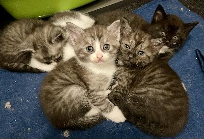 Kotia etsii 4 ihanaa pientä kissanpentua. 2 poikaa ja 2 tyttöä on vapaana. Kaikki ovat sosiaalisia ja elelee paljon ihmisten läheisyydessä. Ovat eläneet koko ajan meidän perheen keskuudessa, jossa tottuneet myös siis pieniin lapsiin. Pennut ovat syöneet pääasiassa viljatonta ruokaa ja oppineet hienosti asioimaan hiekkalaatikolla. He ovat madotettuja. Luovutusikään he pääsevät 24.9. jolloin ovat 14 viikkoisia. 

Mielelläni kuulisin minkälaisen kodin pennulle tarjoaisit. Parhaiten minuun saa yhteyden viestillä tai sähköpostilla. 

Hinta 250€/pentu. Varausmaksu 100€.