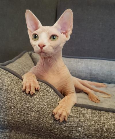 Upealuonteinen sfinksityttö dindiliina 8kk, joka on kasvanut lapsiperheessä, syö laadukasta kuivaruokaa ja odottaa uusia kotia. Eläinlääkäritarkastama, sirutettu, madotettu, rokotettu ja steriloitu.
Lisätietoja whatsapilla tai puhelimitse. 