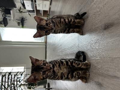 Kaksi suloista pientä bengal-tyttöä etsii rakastavaa kotia! He synt.12.06.2025 Suomessa. Luovutus on mahdollista alkainen 12.09.2025. Ne ovat leikkesiä, terveitä ja tottuneita ihmisiin.Maja ja Mija ovat madotettu, sirutettu ja rokotettu kahdella kolmoisrokotteella.Kaupan mukana saat terveystarkastustodistuksen,rokotuskortin,WCF-yhdistyksen rekisterikirjan sekä kattavan pentupakkauksen. Ota yhteytä, jos olet kinnostunut! Myyjä: Marina Vaiksnoras
