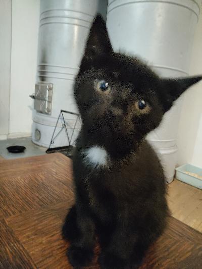 Virkeät maatiaiskissan pennut vielä vailla uutta kotia. 1 uros ja 1 narttu vielä vailla omaa ihmistä/perhettä. Koiraan tottuneet. Madotettu. Luovutus 19.10 alkaen. 