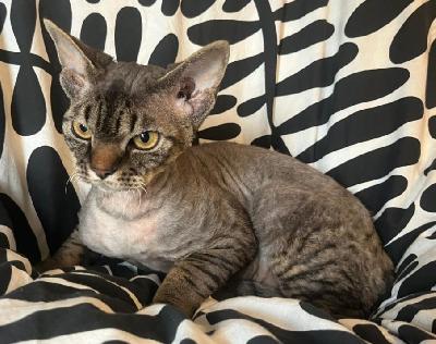 Omaa kotiaan etsii 4kk ikäinen Devon Rex poika. Värinä ihana hopeansininen viiruilla. Luonteeltaan ihana poika, jolla toivotaan löytyvän rakastava koti.

Pentu on sisäsiisti ja syönyt laadukasta eläinkaupan penturuokaa. Useasti madotettu. 

Devon Rexit ovat luonteeltaan ihana kiharakarvainen ja ihmisläheinen rotu, joka yleensä allergisoi hieman muita rotuja vähemmän. 

Kissa on mahdollista kuljettaa lähiseudulle.