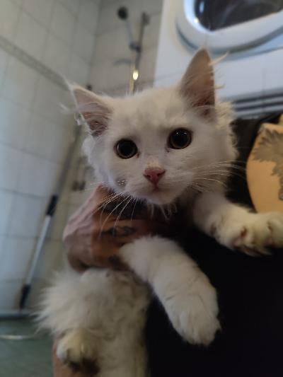 Leikkisä, lapsiin ja muihin eläimiin tottunut kissanpentu.