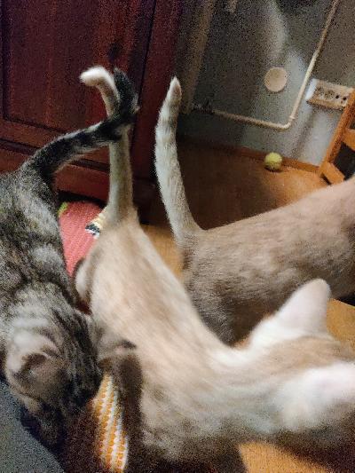 Pennuissa on 3 vaalean oranssia poikaa ja yksi harmaaraidallinen tyttö. Pennut ovat leikkisiä ja lapsiin tottuneita. 