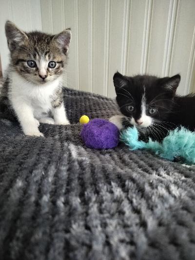 Myydään maatiaiskissanpentua. Molemmat pennut ovat uroksia. Pennut ovat syntyneet 7.7 2025 ja luovutetaan 14 viikon ikäisenä, alkaen 13.10 2025.
Pennut osaavat jo käydä hiekkalaatikolla ja syövät märkä ja kuivaruokaa.
Pennut ovat tottuneet toisiin kissoihin ja lapsiin.
Varausmaksua 100€ joka vähennetään loppu hinnasta.
Varausmaksua ei palauteta ostajan peruessa kaupat.
Pennut ovat syntyneet Suomessa Nivalassa.
Emä terve kotikissa.