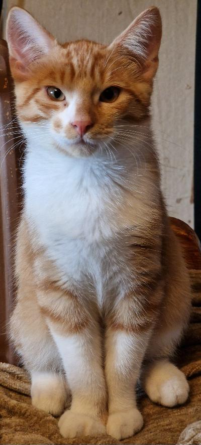 Suomessa 25.5.2025 syntyneet kissanpennut tyttö (mustavalkoinen) ja poika (punavalkoinen). Kolmoisrokotus+rabies, siru ja terveystodistus. 