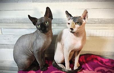 suomessa syntyneet suloiset 2 urosta ja 2 narasta kissan pentuja  dwelf kissat. On syntyneet 22,02.2025. hyväluonteisilta ja tervellisiltä vanhemmilta. Iloiset ja hyväluontoiset, on opetettu käydä hiekka laatikossa. On mahdollisuus tulla tutustumaan kissanpentuun.

pentu on madotettu useamman kerran ja on rokotettu terveystarkastuksessa ennen luovutusta. Luovutus on 06.08.2025 alkaen, milloin pentu on jo itsenäistynyt. Varausmaksu on 200€.

pentu on terve, sosiaalinen, tosi leikkimielinen ja sisäsiisti. Pentu hoidettaan rakkaudella ja laadukkaalla ruualla. Myydään kotikissaksi hyvään ja rakastavaaun kotiin.

kissanpentu on registeröidy tican kautta feroniastar kasvatustoiminnassa