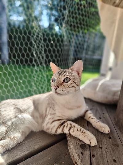 Loppuelämän kotia etsii nuori herra. Laajasti terveystarkastettu. Toivomme kodilta ymmärrystä rodusta.