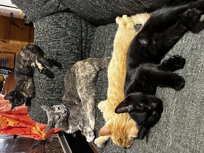 Myynnissä sisarukset. Emä laivakissa, kuvassa myös, isä tavallinen maatiainen. Tytöt myynnissä: musta ja kirjava. Tavalliset tassut molemmilla.  Pennut ovat syntyneet 21.7. Pennut on useasti madotettu. 
Pennut ovat saaneet monenlaista ruokaa, kuivaruokaa ja märkäruokaa sekä raakaruokaa. 
Hiekkaa on käytetty myös monenlaista ja monen malliset hiekkalaatikot myös käytössä. 
Pennut on tottunu lapsiin, koiriin, normaaleihin kodin ääniin. Reippaita, iloisia ja energisiä kodin ja perheen keskellä eläneitä pentuja. 
Ota rohkeasti yhteyttä. 