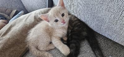 24.8 2025 syntyneitä bengaali/scottish fold/maatiaiskissa sekoituksia. Kaksi tummaa on tyttöjä ja vaalea poika. Luovutus 12vkon ikäisenä eli marraskuun alussa. Reippaita pentuja, syövät ja käyvät jo laatikolla asioilla. 