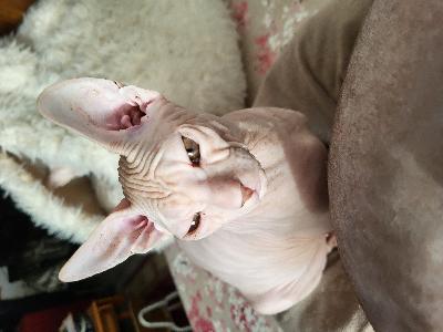 Komeat poika pennut etsivät lopuniän eläinrakkaita lemmikkikoteja. Olemme syntyneet Suomessa 8.7-2025 ja olemme luovutusikäisiä 15.10-2025 alkaen.Olemme kaikissa kodin toiminnoissa mukana ja rakastamme sylissä oloa. Pennut Syntyneet Suomessa 8.7-2025 ja luovutusikäisiä 15.10-2025. Olemme rokotettu ja eläinlääkärin tarkastamia ja myös madotettu.varausmaksu on 200e jota ei palauteta jos mieli muuttuu. Varaus maksu vähennetään pennun loppu hinnasta. Kysy mielellään lisää.jos olet oikeasti kiinnostunut niin lähetän kyllä kuvia. 