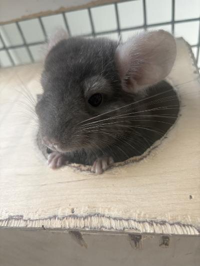 Joudumme luopumaan meidän chinchillavauvasta, syntynyt 8.6.2025 muuttuneen elämäntilanteen takia. 
Olemme yrittäneet miettiä montaa eri vaihtoehtoa, mutta tämä on paras hänelle.

Hänen nimensä on Dumbo ja hän on uros.

Myymme Dumbon vain sellaiseen kotiin, jossa hänestä välitetään ja annetaan hänelle aikaa.

Mukaan on mahdollisuus ostaa pienempi tai isompi häkki tarvikkeineen. 


Isompi häkki leveys 155cm, korkeus 208cm, syvyys 62cm , häkki on kolmekerroksinen ja kaikki kolme osiota saa jaettua erilleen tai yhteen. 
Paljon aktiviteettejä. 
HINTA 400 tai tarjous

Pienempi häkki n. metrin korkea ja metrin leveä, syvyys 60cm 
HINTA 180 

Kerrothan millainen koti sinulla olisi tarjota, niin jutellaan lisää Dumbosta ja hinnasta!

Dumbo asustelee Raisiossa!