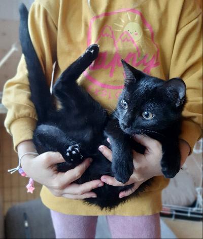 Vielä jäljellä musta naaraspentu 15.6 meillä Oulaisissa syntyneestä pentueesta. Sisäsiisti, tottunut pikkulapsiin ja koiraan. Leikkisä ja ihmisläheinen luonne. Madotettu. Soittamalla lisätietoa, Hinta on neuvoteltavissa.