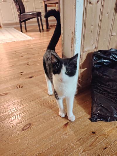 Myynnissä leikaamaton narttukissa allergian takia. Sirutettu rokotettu ja madotettu. Tulee koirien ja lapsien kanssa toimeen. 