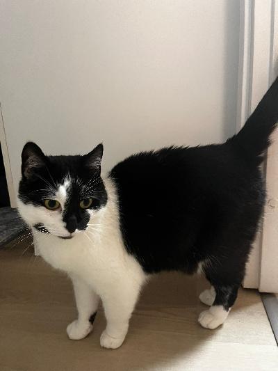 Myydään muuttuneen elämäntilanteen vuoksi 9v terve, leikattu maatiaiskissa. 