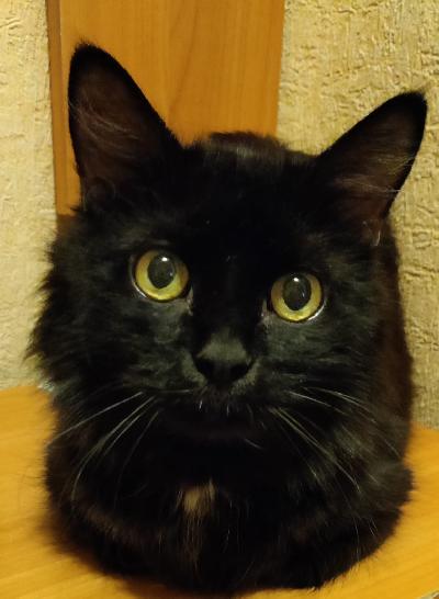 Kissa etsii uutta kotia , leikattu uros kissa syntynyt Suomessa ,Ruokolahdella 06/2015, rokotettu ,sirutettu ,madotettu ,eläinlääkärin tarkastama ,ikänsä puolesta myös luovutus ikäinen , leikkisä ,hyvä luonteinen . Elämän tilanteen johdosta pitäisi hänestä luopua