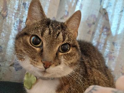 Myyn 9v, leikatun kissa tytön. Tosi hellä, ihmisrakas ja kiltti, ja tulee toimeen muiden kissojen kaa. Jaskalla on ylensyönti ongelma ja tätä täytyy vahtia koska ahmii. Varastaa myös kaiken mitä voi syyä, enkä jaksa. 

Mukana tulee Jaskan kissankantolaatikko, peitto,  lempilelu, juomakulho ja ruoka-astia, joka estää ahmimisen. 

Vaan hyvään kotiin, ihmiselle jolla on kärsivällisyyttä Jaskan suhteen.