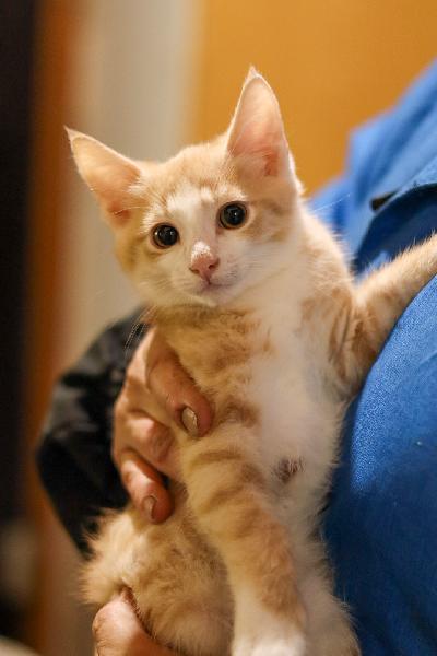 luovutusikäiset maatiaiskissanpennut maalta,eläinlääkäri tarkastanut ja rokottanut,tyttö ja pari poikaa.Sisällä kasvaneeet silti hieman ujoja vieraita kohtaan.