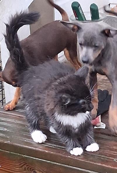 Puolipitkäkarvainen mustavalkoinen laivakissanpentu. Ihmisläheinen ja rohkea, tottunut koiriin 