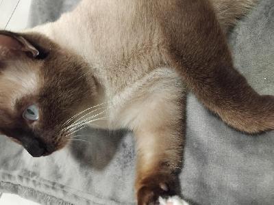 Astutukseen tarjotaan uros Pablo. Hän on paperiton siamilainen. Hän asustaa oulussa. Hänet on rokotettu ja madotettu säännöllisesti. Häneltä löytyy rokotuskortti ja hänet on sirutettu.
Voimme jatkaa keskustelua facebookin puolella, nimi siellä on Jen Na
https://www.facebook.com/share/17qksFPx6k/