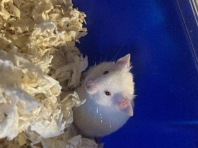 Poikueen viimeinenki poikanen tahtoisi jo oman kodin ❤️

 

Syyrialainenhamsteri poika syntyny 10.10.25.

Väri valkoinen punaisilla silmillä.

 

Oli sylihamsteri vielä sillon kun asui veljien kanssa samassa dunassa mutta kun viiminenki veli muutti omaan kotiinsa niin tän viimeisen pojan luonne muuttui en tiedä johtuuko siitä vai mistä, mutta en saa häntä enää edes syliin kun hän heittää ittensä selälleen tai juoksee pois, silittää hän yleensä antaa. Ehkä hänen luonne vaan on sellanen että viihtyy parhaiten omissa oloissa. Uskon et hänestä sais vielä kesytettyä sylihamsterin jos haluaa ja riittää kärsivällisyys siihen :) 

 

Kerrothan millainen koti sulla olis tälle pojalle tarjota :)