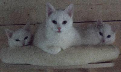 Pennut valkoisia ja lyhyt karvaisia paitsi toinen kolli jolla pidempi karva ja eriväriset silmät. Sisäsiistejä ja tavoille opetettu. Madotettu useasti FLUBENOLILLA ja nyt isompana DRONSPOTILLA.
Etsinnässä juuri pennulle sopiva vastuullinen, mieluiten aikuinen henkilökunta. En luovuta pienten lasten leluiksi enkä vanhemman kissan kaveriksi, näistä huonoja kokemuksia.
Turhia varauksia ollut jo tarpeeksi joten kysele vasta kun pennun hankinta on loppuun asti mietitty ja varusteet valmiina.
Huomioi että pennut eivät syö marketti ruokia.
Kerro jo ensimmäisessä viestissä millaisen kodin ja perheen pennulle tarjoat. Pelkkiin kuva pyyntöihin en vastaa.
Rokotus ja sirutus jää uuden omistajan harkintaan.

Pennun hinta 150€ sisältää pienen starttipaketin tuttua ruokaa, herkkuja ja leluja.