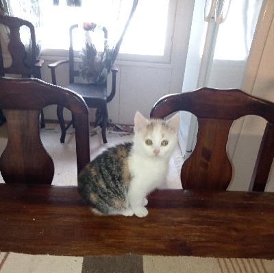 Töpöhäntäinen kissan pentu hyvään kotiin jouluksi. On sisäsiisti on madotettu ja rokotettu ja eläinlääkärin tarkastettu. 