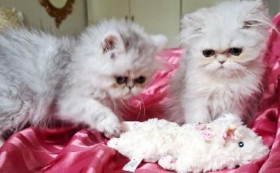 Persialainen shaded silver tyttö ja shaded silver poika etsiivät sitä omaa rakastavaa kotia. Pennut ovat syntyneet 30.6 ja voivat muuttaa alkaen 14 vkon iässä. Muuttaessa ovat useasti madotettuja, rokotettuja, mikrosirutettuja, ell.terveystarkastamat ja TICA-rekisteröydyt. Luonteeltaan ovat hyvin sosiaalisia ja sylissä viihtyviä kehruukoneita. Lisätietoja saa puhelimitse tai s..postilla. Pennun hinta 800.