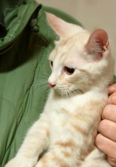 rokotettu ja eläinlääkärin tarkastama kolli,kiltti mutta arka maatiaiskissa 