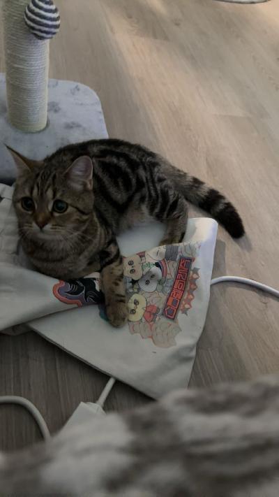 Hänen nimi on Fuji ja on 1,5 vuotias naaras kissa. Hänestä löytyy siperian kissaa ja skotlantilaista straight kissaa.

On ihana kissa ja tullut 4 kuukautisena asumaan meille, mutta nykyinen elämän tilanteemme takia meillä ei ole aikaa. Puolisoni käy töissä ja itse olen raskaana. Rahaa ei ole nyt paljoa…

Fujia ei ole rokotettu eikä viety eläinlääkäriin, mutta nuorena on annettu madotus. Hänellä ollut yksi pentue, nyt vuoden sisällä. On sisäsiisti ja syö kuivaa ja märkää ruokaa.

Haluamme että Fuji löytää rakastavan ja hyvän kodin ennen uutta vuotta!