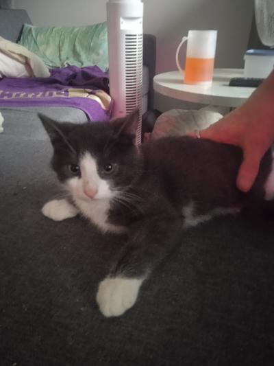 Sisäsiisti kuvan neiti hakee uutta kotia. Oulun alueella helppo jopa tuonti jos kauempaa niin sovitaan 