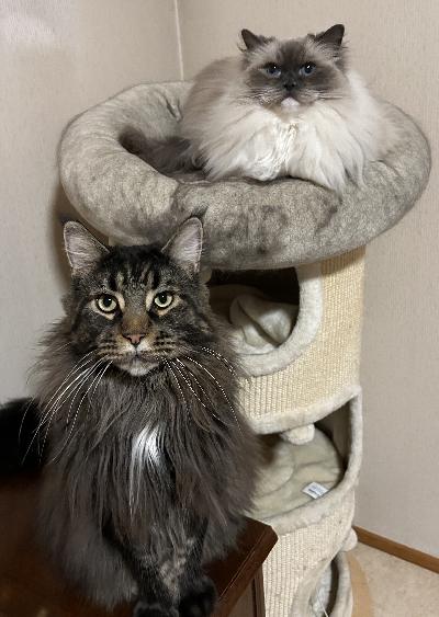 Haikein mielin joudun etsimään 6-vuotiaalle ragdoll Livialle ja 5-vuotiaalle Leolle uutta kotia. Muutamme Australiaan eikä kissat voi valitettavasti muuttaa kanssamme. Etsin rakastavaa kotia, johon kissat voivat muuttaa yhdessä. Pieniä lapsia tai koiria ei saisi myöskään olla sillä etenkin Leo pelkää heitä. Paras olisi, että uudessa kodissa ei myöskään olisi muita kissoja.

Haluaisimme kissoille kodin, jossa on oikeasti aikaa heille, sillä kissat ovat hyvin läheisyyden kipeitä. Pärjäävät kuitenkin hyvin esim.työpäivän keskenään. Sopivan kodin löytyessä olemme valmiita kuljettamaan kissat uuteen kotiin, jos se on kohtuullisen matkan päässä meiltä. Asumme Savonlinnassa.

Livia on tyypillinen ragdoll. Viihtyy lähellä ihmisiään ja osallistuu kaikkeen, mitä talossa puuhaillaan. Livia rakastaa rapsutuksia ja huomiota. Liviaa pitää harjata säännöllisesti, sillä muuten turkki menee takkuun.

Leo on iso kissa (painaa vajaa 10kg). Hän on vähän ujompi ja varauksellisempi kuin Livia, mutta lämpeää nopeasti. Leo rakastaa rapsutuksia ja sitä, kun hänelle heitellään kuivaruokaa tai herkkuja (juoksee perään ja syö ne). Leo myös tykkää iltaisin tulla makaamaan vatsan päälle ja kerjää siinä lisää rapsutuksia.

Kerron kissoista mielelläni lisää. Jos luulet, että teiltä löytyisi näille ihanille kisuille uusi koti, laita viestiä ja kerro samalla teidän perheestä ja kodista. Katsotaan sitten, voisiko teistä tulla heidän uusi perhe.