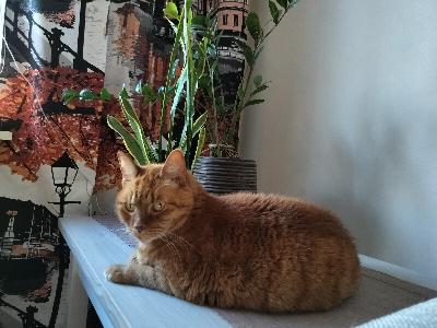 Pikaisesti kotia etsii ihana pullea oranssi tyttö kissa 8v. Hyvään ja rakastavan kotiin. Myös tilapäisesti käy, maksamme kulut. Stressaa vauvasta ja alkanut pissata mm vauvan vaatteiden päälle. 