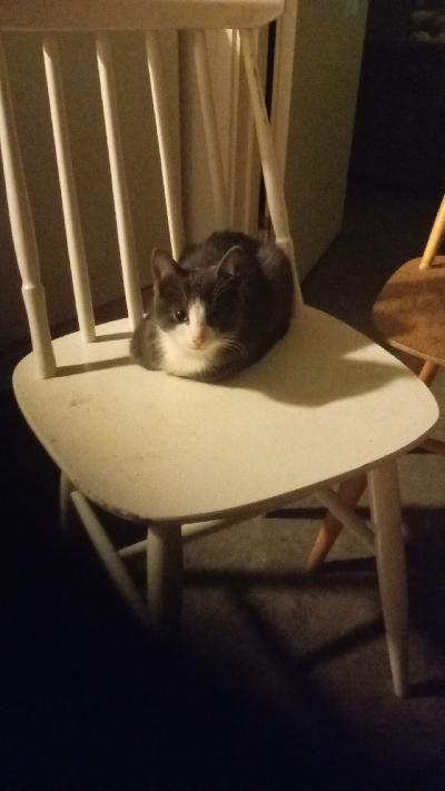 Tumman harmaa/valkoinen