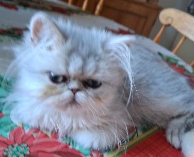 Persialainen sinihopea poika etsii sitä omaa rakastavaa kotia. Poika on syntynyt 30.6 ja voi muuttaa alkaen 14 vkon iässä. Muuttaessa on useasti madotettu, rokotettu, ell.terveystarkastama ja rekisteröyty. Luonteeltaan on hyvin sosiaalinen ja sylissä viihtyvä kehruukone. Lisätietoja saa puhelimitse tai s..postilla. 