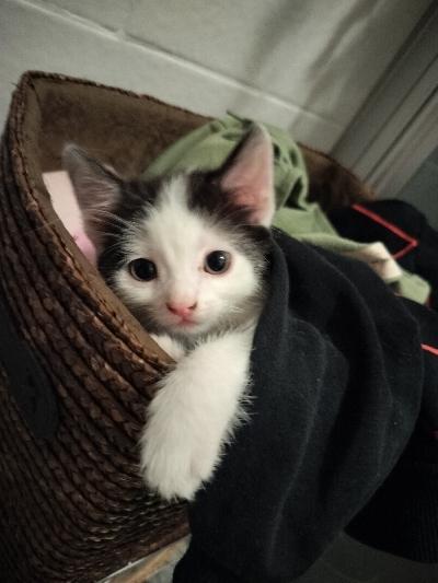 Omaa kotia etsii vielä musta-valkoinen tyttö ja kaksi oranssi-valkoista poikaa. Pennut kasvaneet lapsiperheessä ja tottuneet toisiin kiissoihin ja koiriin. Pennut sosiaalisia ja terveitä. Luovutus 28.1.2026 alkaen,pentujen ollessa 14 viikkoa.