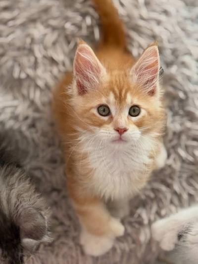 Kaunis 15 viikon ikäinen naaraskissanpentu, jolla on lempeä ja leikkisä luonne. Terve, hyvin sosiaalistettu ja kasvatettu rakastavassa kotiympäristössä.

Rokotukset: Ajantasaiset (ensimmäinen ja toinen perusrokotus annettu)
Terveys: Eläinlääkärin tarkastama ja madotettu
Myyntivalmis: Heti

Täydellinen huolehtivaan ja vastuuntuntoiseen kotiin.

Jos kerrot minulle kissanpennun tarkan iän tai saamasi rokotukset, voin räätälöidä sen juuri sinun kissanpennullesi sopivaksi.