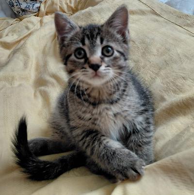 hellä, lempeä, ilkikurinen, kauniita kuin pienet tiikerinpennut etsivät parasta kotiaan. Madotettu.(tyttö,poikka)