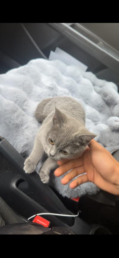 Myyn rakkaan British Blue -tyttökissani Lunan, joka on syntynyt 25.06.2025. Luna on tällä hetkellä 6kk vanha.

Lunalla on kaikki asiat kunnossa ja valmiina uudelle omistajalle:

-Passi
-Sirutettu
-Rokotukset ajan tasalla
-Kaikki tarvittavat paperit mukana

Luna on erittäin hyvin hoidettu ja kasvanut turvallisessa, rakastavassa ympäristössä.
Hän on luonteeltaan aktiivinen, energinen, leikkisä, mutta myös rauhallinen, kiltti ja lempeä. Tulee toisinaan syliin ja nauttii huomiosta. Hän ymmärtää jo muutamia perussanoja kuten: tule tänne, istu ja ei. Luna on hyvin oppimishaluinen.

Luna osaa käyttää hiekkalaatikkoa erittäin hyvin ja on sisäsiisti.
Mukana lähtee myös tarvikkeita, kuten:

-Kiipeilypuu
-Kuivaruokaa ja märkäruokaa
-Hiekkaa
-Hiekkalaatikko
-Leluja
-Harja
-Kynsileikkuri

Luna on ulkonäöltään todella kaunis – aito British Blue, enkelimäinen katse ja pehmeä turkki.

Myyn Lunan ainoastaan, koska opiskelu vie tällä hetkellä niin paljon aikaa, etten pysty tarjoamaan hänelle sitä huomiota ja aikaa, jonka hän ansaitsee. Toivon hänelle kodin, jossa hän pääsee jatkamaan iloista elämäänsä rakastavien ihmisten kanssa.

Jos tunnet, että Luna sopisi juuri sinun kotiisi ja elämäntilanteeseesi, ota rohkeasti yhteyttä.
Haluan löytää hänelle parhaan mahdollisen kodin.

Voin laittaa lisää kuvia/videoita YV!

Ottakaa yhteyttä tähän numeroon: 0408592575 joko whatsApp/SMS