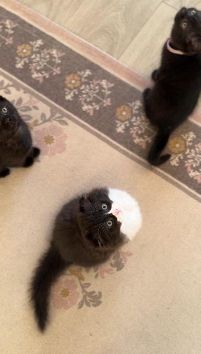 Syntyneet: 28.10.2025
Luovutus: 3.2.2026
Rekisteröinti: Pennut eivät ole rekisteröityjä.

Emo on tavattavissa meillä kotona, kun tulet tutustumaan pentuihin. Isästä voidaan tarvittaessa toimittaa kuvia.

Pennut rokotetaan ja ne käyvät eläinlääkärin tarkastuksessa ennen luovutusta. 

Pennut syövät meillä laadukkaasti:
	•	viljatonta ja sokeritonta märkäruokaa / märkäruokaan lisätään vettä
	•	raakalihaa
	•	kuivaruoan lisäksi

Pennut elävät meillä lapsiperheessä, emonsa, toisen kissan ja koiran kanssa. Ovat täten tottuneet sylittelyyn, koiraan ja vähän villimmänkin kodin menoihin. 

Kissanpentujen varausmaksu on 100€. Varausmaksu vähennetään lopullisesta kauppahinnasta pentua noudettaessa.

Huomioithan, että varausmaksua ei palauteta, mikäli ostaja muuttaa mielensä tai luopuu varauksesta omasta syystään.

Kerrothan viestissäsi, millainen koti sinulla olisi tarjota pennulle ja miten valmistaudut pennun kotiuttamiseen.