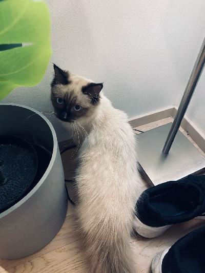 Rakastavaa loppu elämän kotiaan etsii 14- viikkoinen pitkäkarvainen puoliksi siperiarilainen tyttö pentu. 
Pentu on luonteeltaan leikkisä, sosiaalinen ja oikea sylikissa. 
Pentu on rokotettu, sirutettu madotettu moneen kertaan.
Rokotuskortti tulee mukaan. 
Eläinlääkäri todennut terveeksi. 
Pentu on luovutus ikäinen ja pääsee muuttamaan omaan rakastavaan kotiinsa heti kun sellainen löytyy.

Yhteydenotot mieluiten puhelimitse, katson harvoin sähköpostin. 

Eveliina Hartikainen 
0408511860