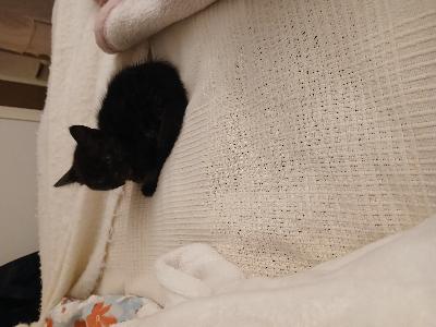 Terveystarkastus, rokotus ennen luovutusta 14 viikon ikäisenä 3.2026