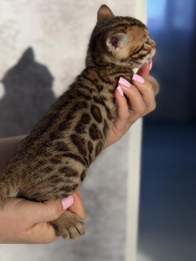 Myynnissä / varattavissa suloiset kotikissan bengaalipennut, 5 poikaa, syntyneet 25.12.2025 Suomessa.

Pennut ovat bengalrotusia ja kasvavat perheessä, tottuneet käsittelyyn ja kodin ääniin.
Pennut ovat syntyneet ja kasvaneet Suomessa.

Luovutus aikaisintaan 02.04.2026 (14 viikon iässä).

Luovutuksen yhteydessä pennut ovat:
	•	eläinlääkärin tarkastamia
	•	sirutettuja (mikrosiru)
	•	rokotettuja iän mukaisesti
	•	madotettuja
	•	EU-lemmikkipassilla

Pennut kasvavat ihmisten seurassa ja tottuvat päivittäiseen kontaktiin.
Sopivat hyvin perheeseen, jossa on lapsia tai muita lemmikkejä.

Myydään lemmikeiksi.
Mahdollisuus varaukseen.
Lisätietoja ja kuvia yksityisviestillä.