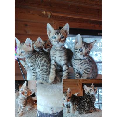 3/4 bengal 1/4 maatiais mix pennut etsivät hyviä koteja joissa ymmärretään aktiivisten ja sosiaalisten kissojen perään. Kaikki pennut ovat hyvin rohkeita ja ihmisläheisiä, osa hyvinkin juttelevaisia. He tulevatkin syliin mielellään ja seurailevat ihmistä ja tämän touhuja välillä olkapäältäkin käsin. 
Heidän turkkinsa on vielä pentumaisen pörröinen mutta aikuisina se on sileä ja upea leopardikuvio tulee selkeämmin esille.

Isukki on siis kokonaan bengali ja emo puolibengali, kumpainenkin asuu täällä ja on siis nähtävillä. 

Pennut ovat tottuneet Applawsin ja Pure naturalsin kuivaruokiin sekä nutriman raakaruokaan, kaikki ovat myöskin sisäsiistejä ja ovat tottuneet puupohjaiseen hiekkaan joka ei ole pelletti kuitenkaan.

Heidät on säännöllisesti madotettu ja he menevät 12 viikkoisina rokotukseen ja tarkastukseen ja heidät luovutetaan 14 viikkoisina. He ovat syntyneet 11.12.2025 ja ovat luovutusikäisiä 19.3.2026 

Olen suomalainen kasvattaja jolla useampi vuosi kokemusta kissojen että koirien kasvatuksesta.

Whatsappiin on myös mahdollisuus lähettää video ja lisää kuvia pennuista

Nimi: Jukka Erämeri
Paikkakunta: Hämeenlinna (kuitenkin maaseudulla)
Pitopaikkatunnus: FI000016907403
Puh. 040 8342241